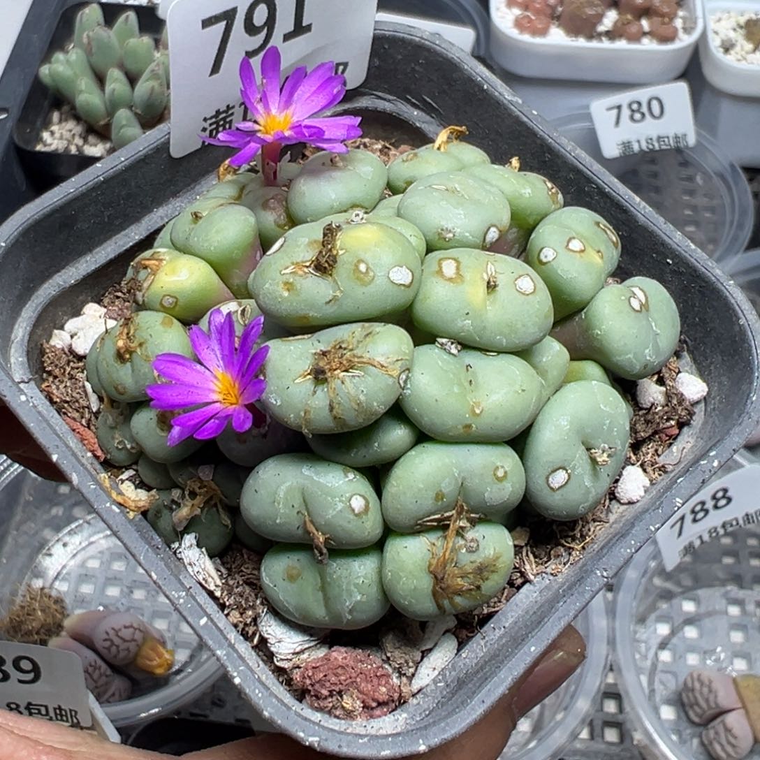 【闪购商品】 791。   瑕疵