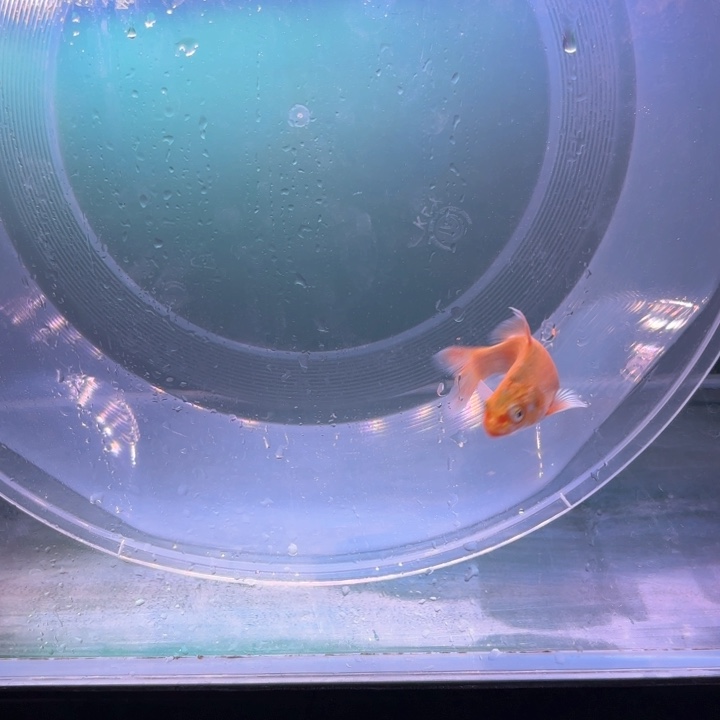 蝴蝶鲤鱼29号蝴蝶鲤寸片五公分