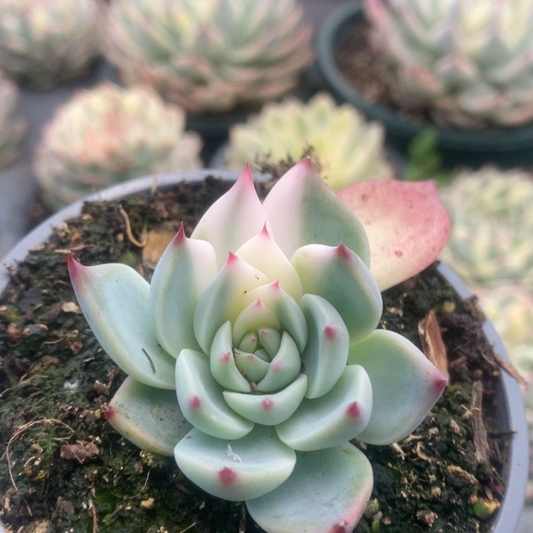 015锦锦锦锦锦锦锦锦