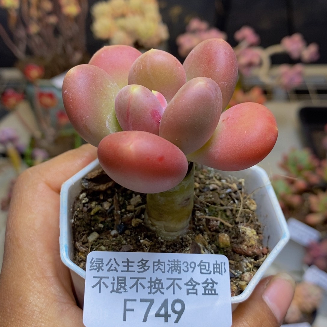 749金蟾多肉肉5c m