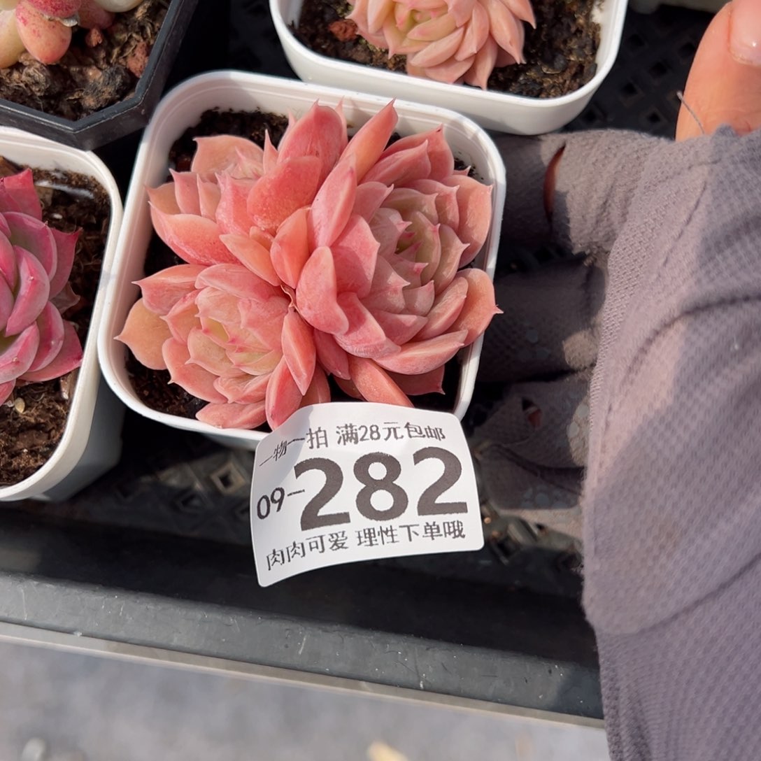 昂斯诺多肉多肉多肉多肉多肉