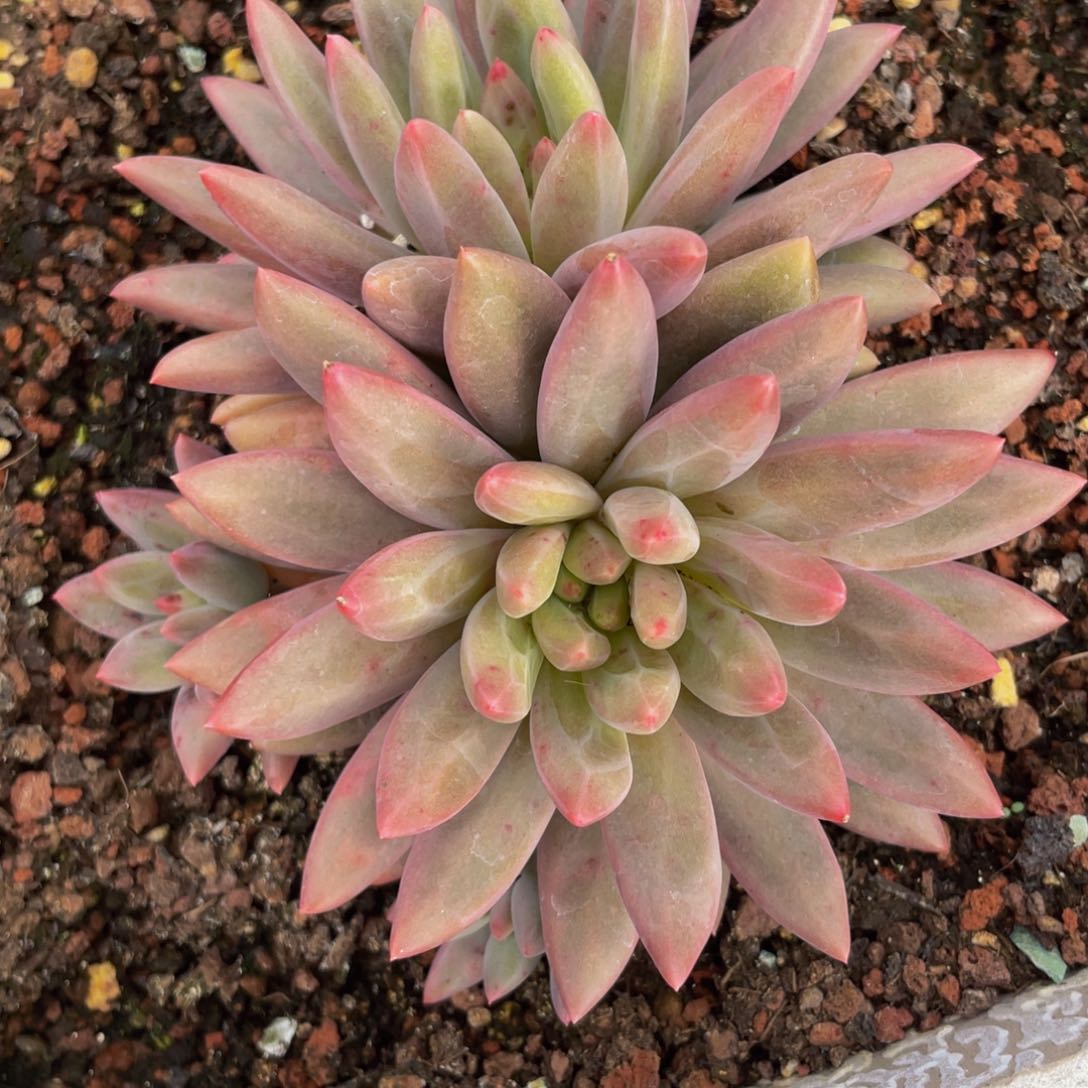 无花朵落**秋水晶球4头