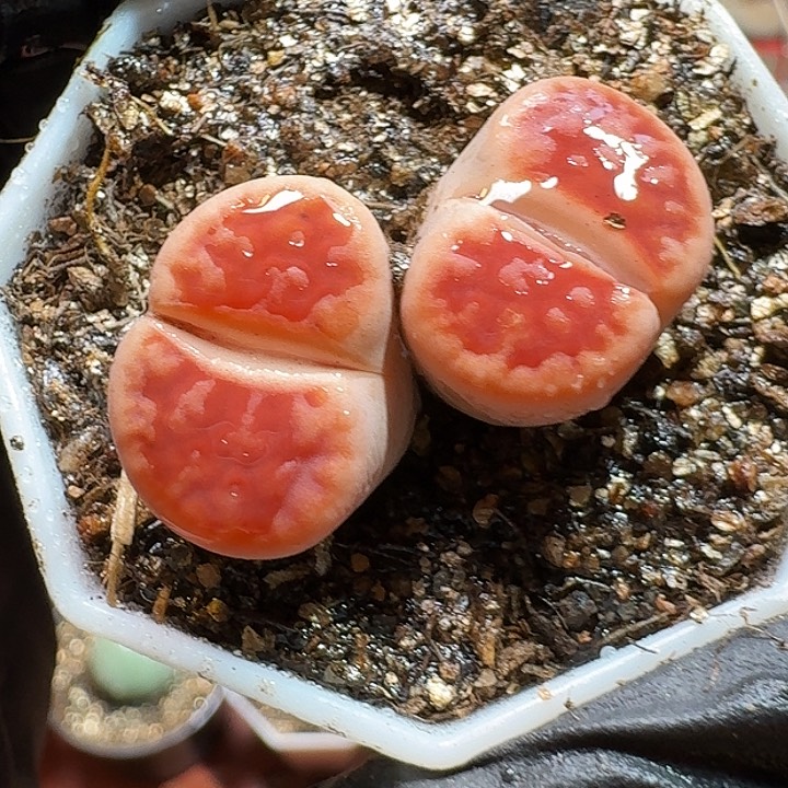 生石花2333:：/。  69