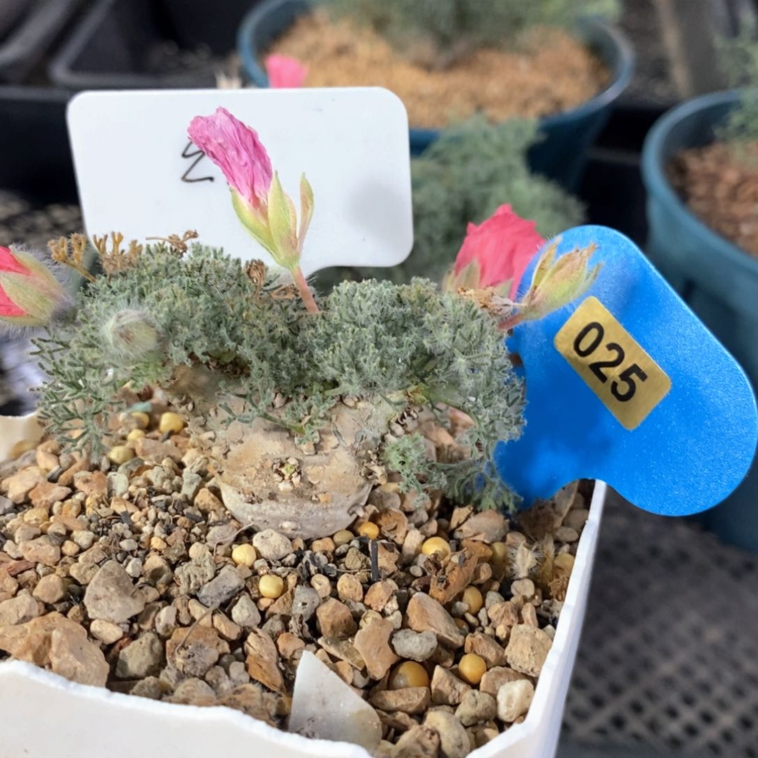 白皮月界多肉植物