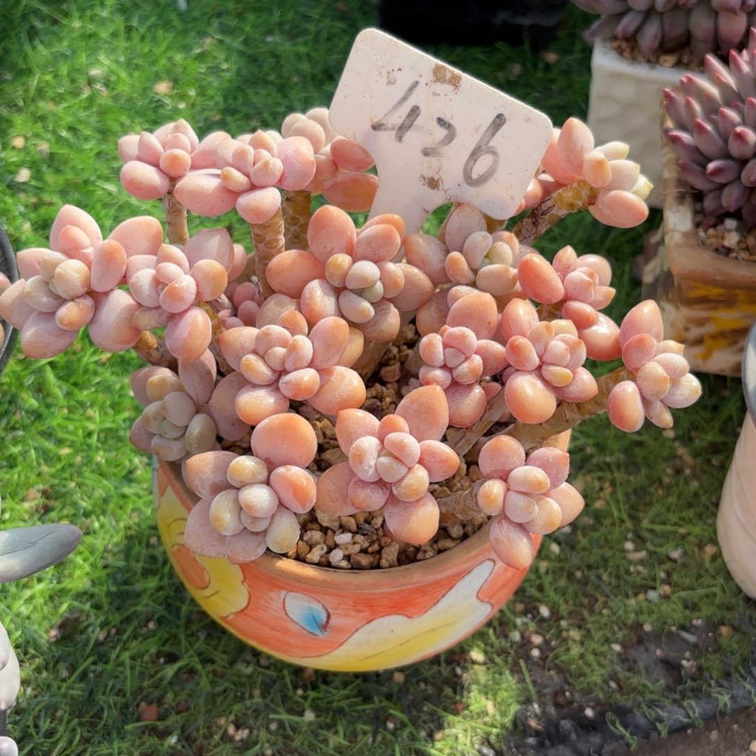 杰***笨426fhjkkkkjmkkkk多肉