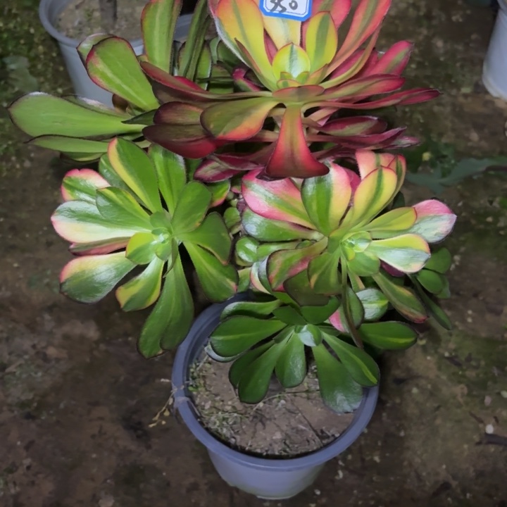 一物一拍巫毒七彩有砍朵350