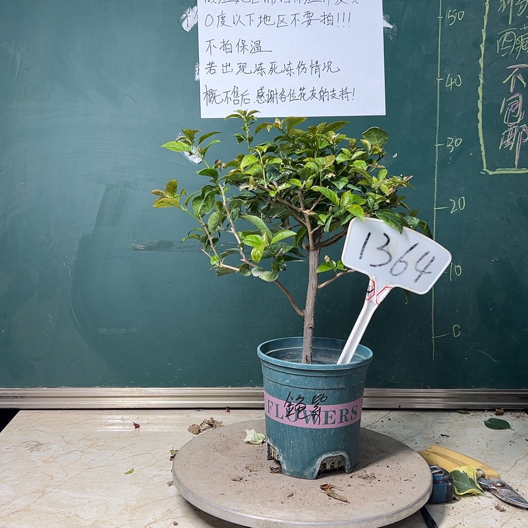 完全开放金龟紫1364