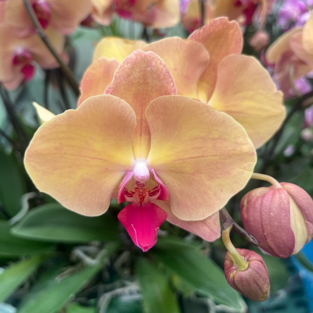 新疆包邮！稀缺蝴蝶兰（芳美钻石）中花型