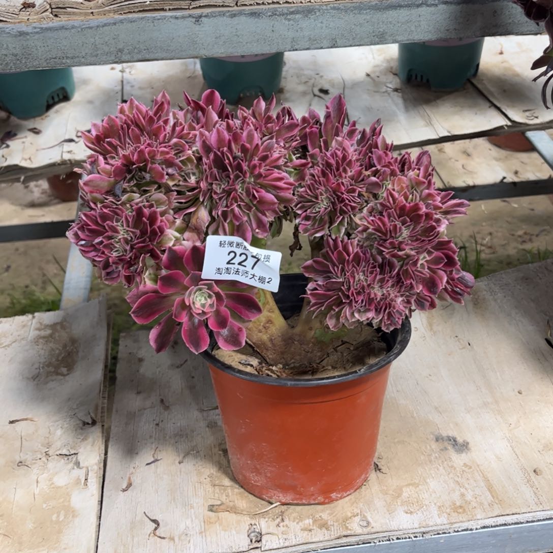 227粉女巫多肉植物法师缀化