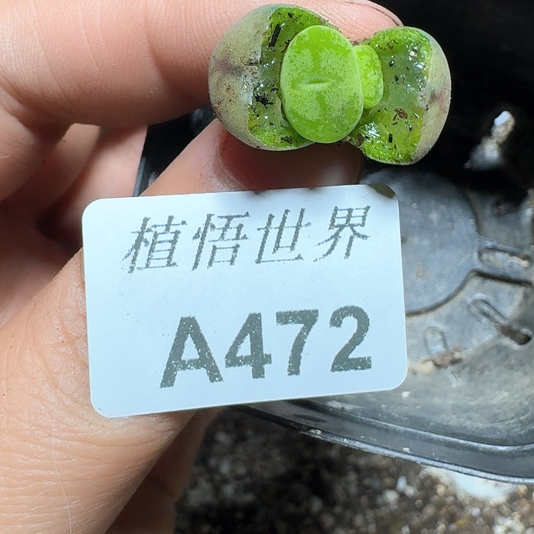 472号多肉植物哇c g