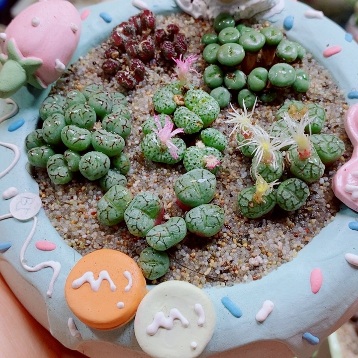 生石花花花花花花花932