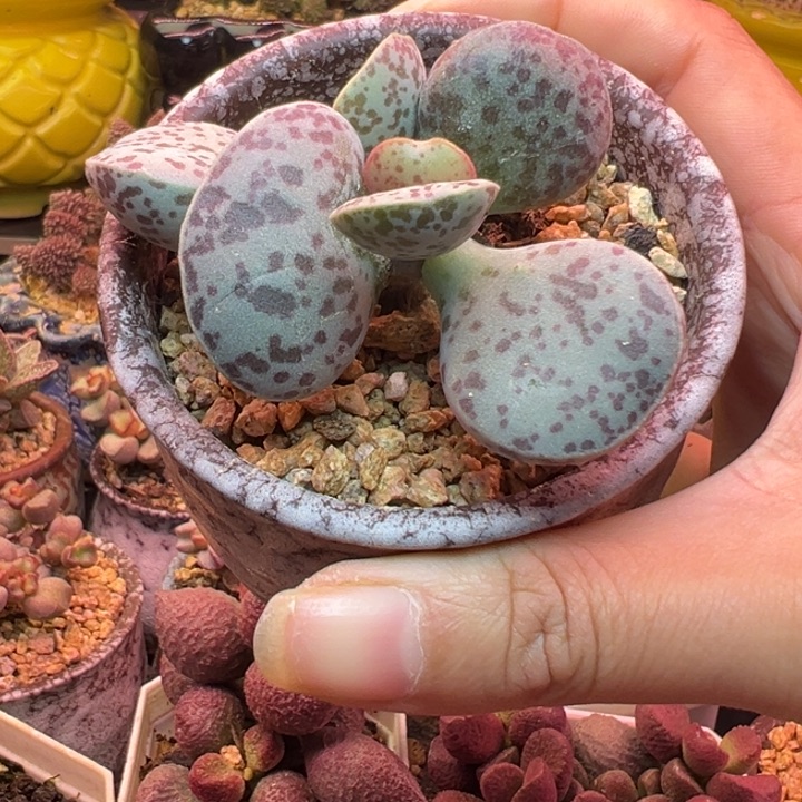 阿***司吉祥如意的一天去q