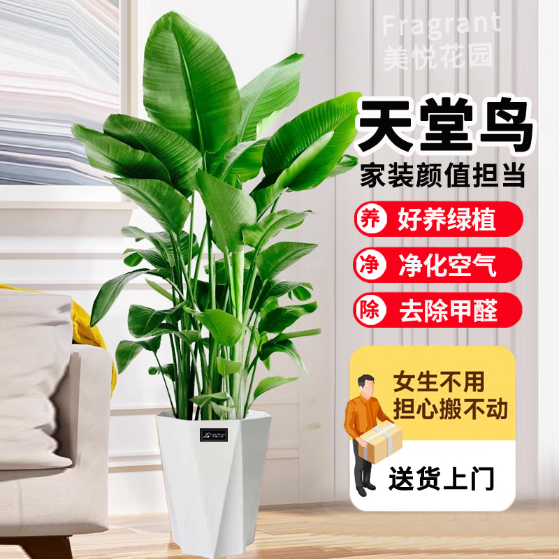 【A级老桩】1.4-1.6米精品老桩北欧风天堂鸟净化空气好养【hy桃气