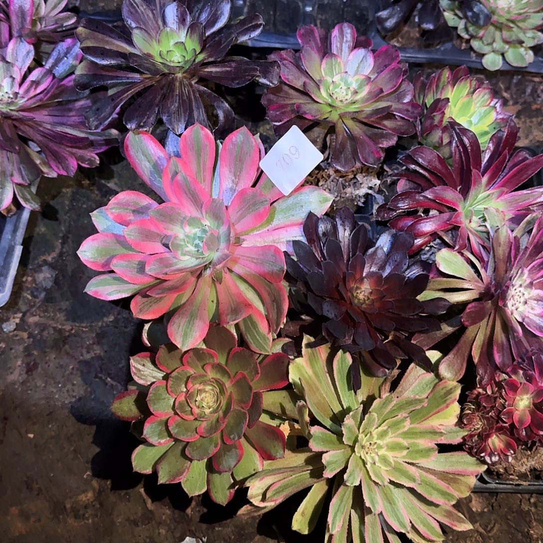 多肉植物单头10颗709