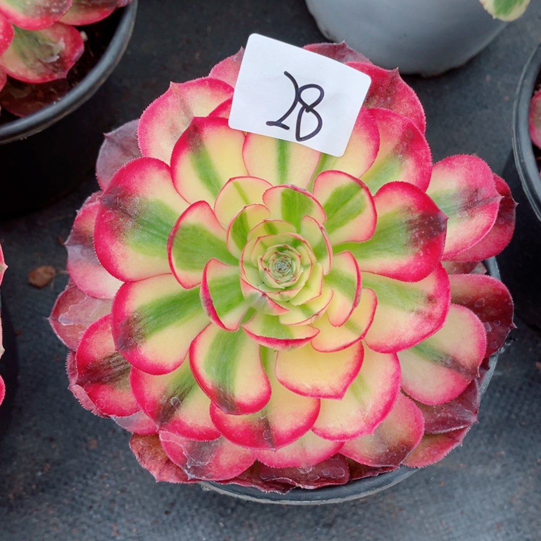 一物一拍多肉法师28