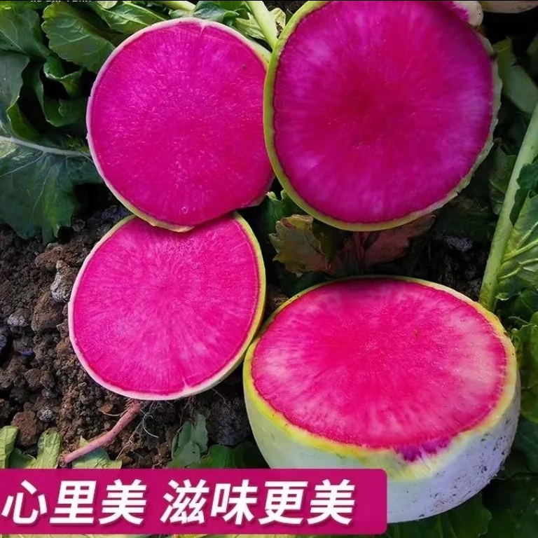心里美萝卜种子绿皮红心萝卜满堂红胭脂水果萝卜生吃泡菜蔬菜种植