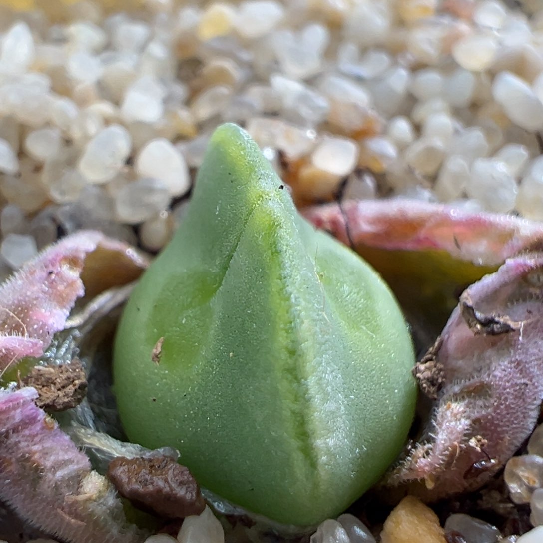 326。青蛙优选矮胖大眼空蝉