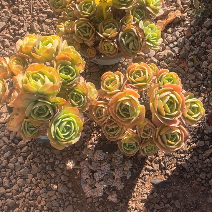 阿***甘00000000000000238碧桃