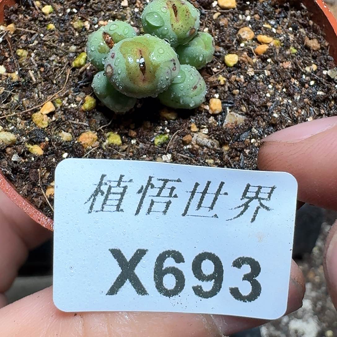 693盒多肉植物哇f g