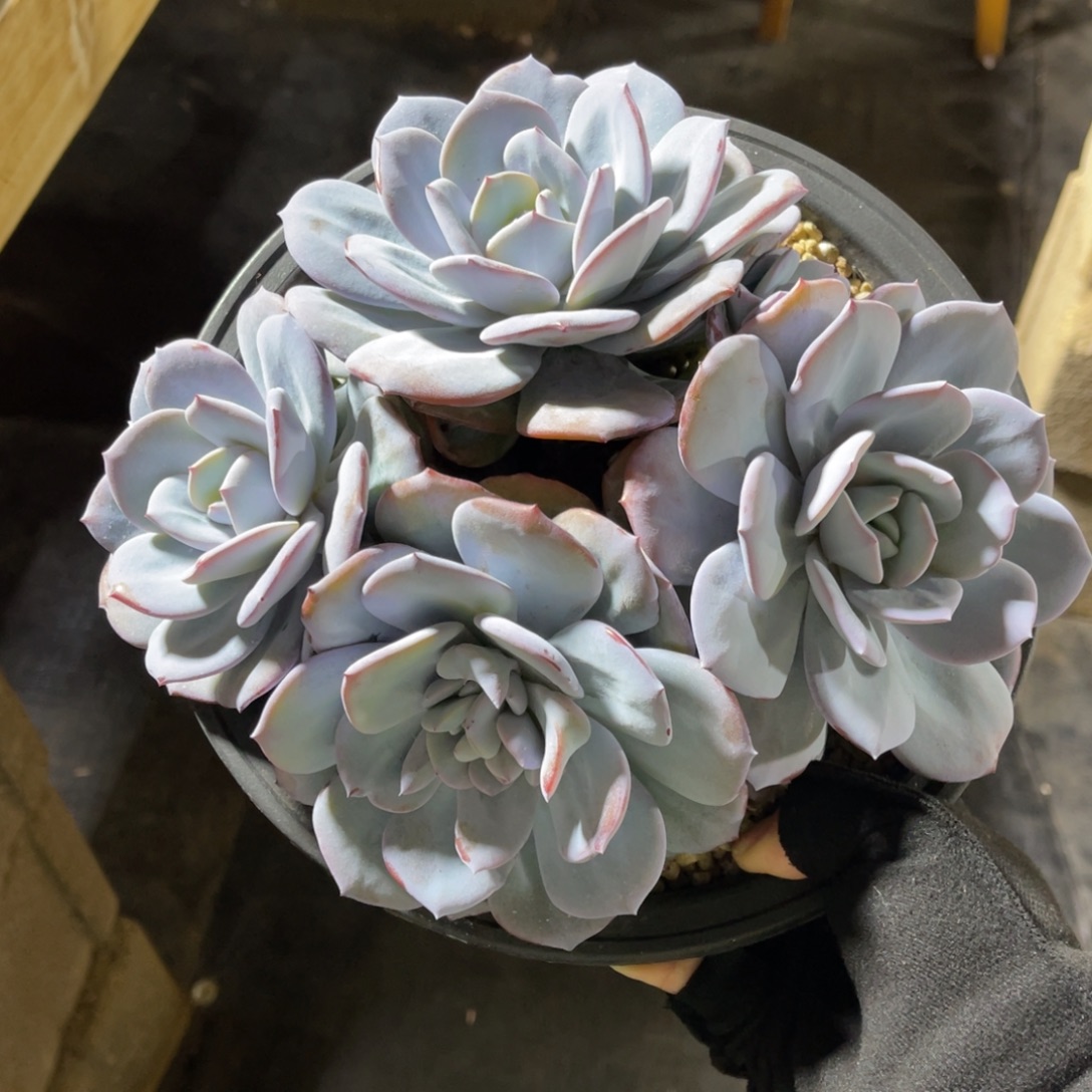 奶茶大群 一物一拍不支持退换