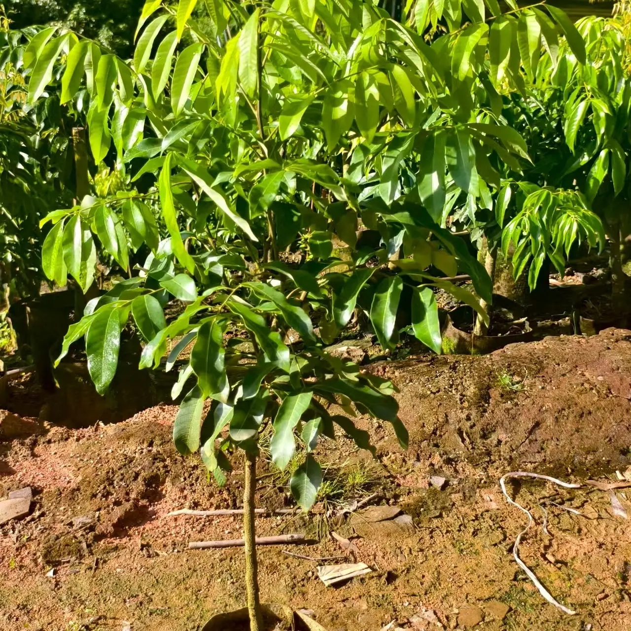 广西龙眼苗盆栽地栽园艺花卉绿植龙眼苗