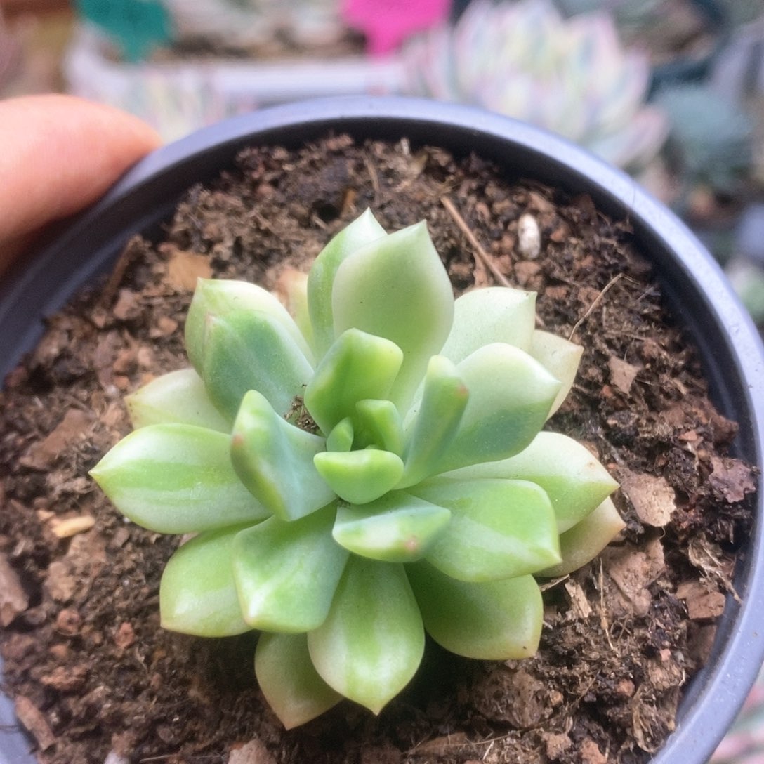 119马库斯锦锦锦锦锦