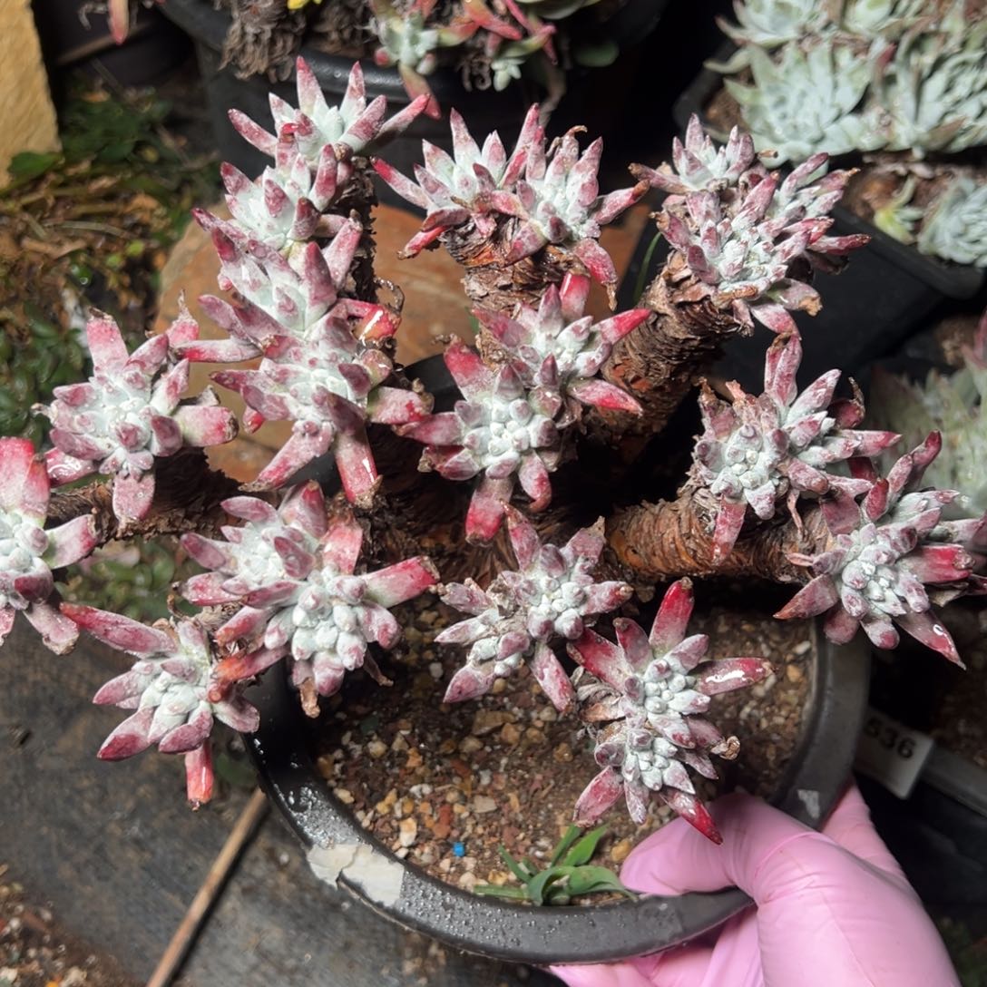 2825雪花哈哈哈哈哈哈哈哈哈哈