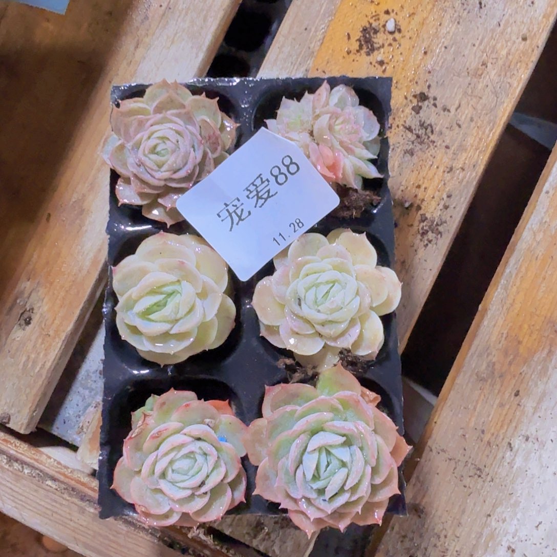 曾***少直播福利一物一拍88