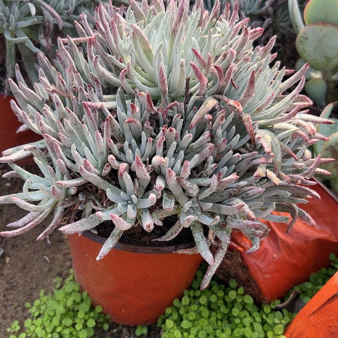 多肉植物爱杜丽丝