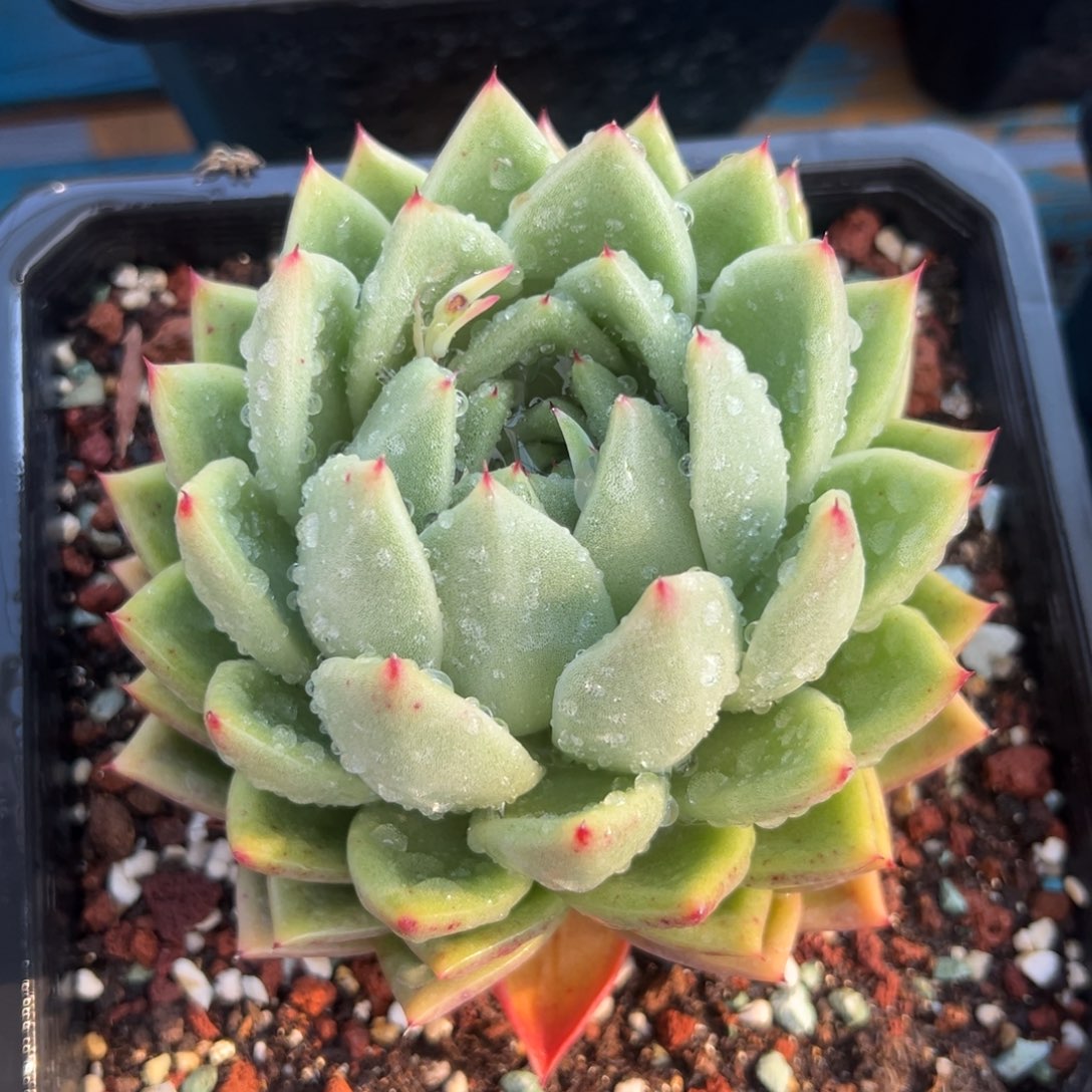 多肉植物一物一拍05