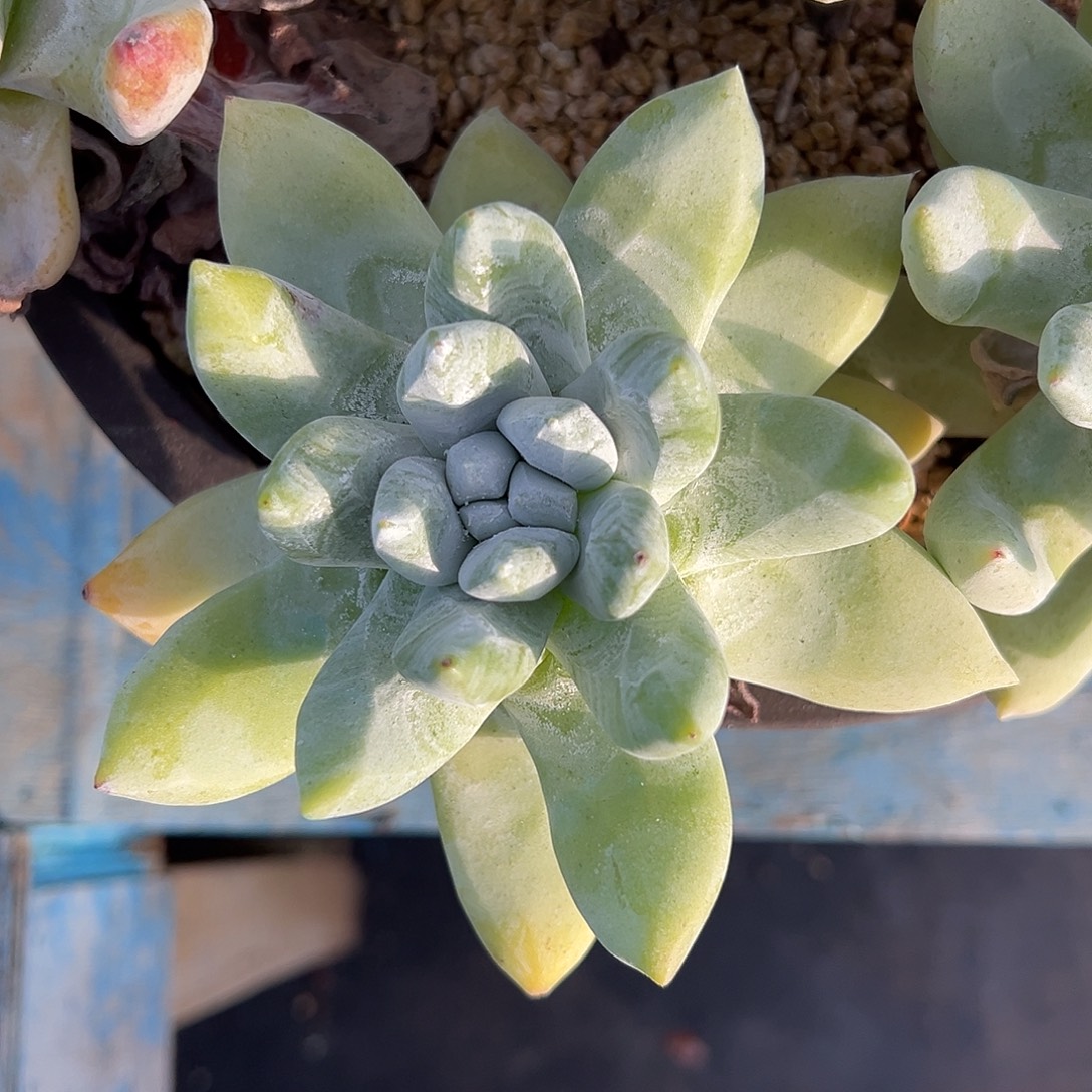 拇指一物一拍1743