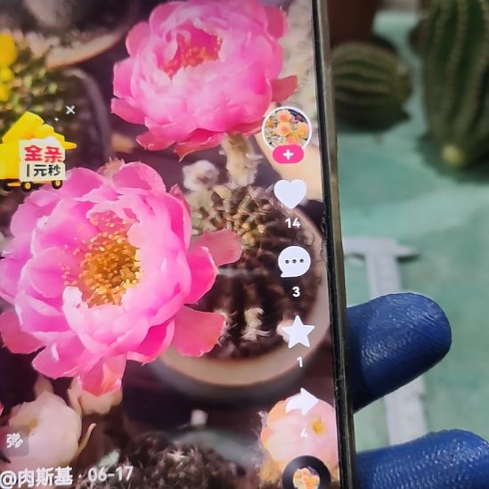 仙人球l33 牡丹侧芽瑕疵