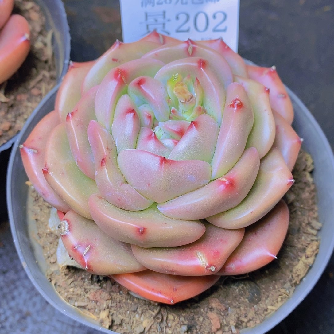 【闪购商品】云202号