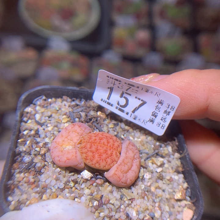 七****5精品生石花37.157