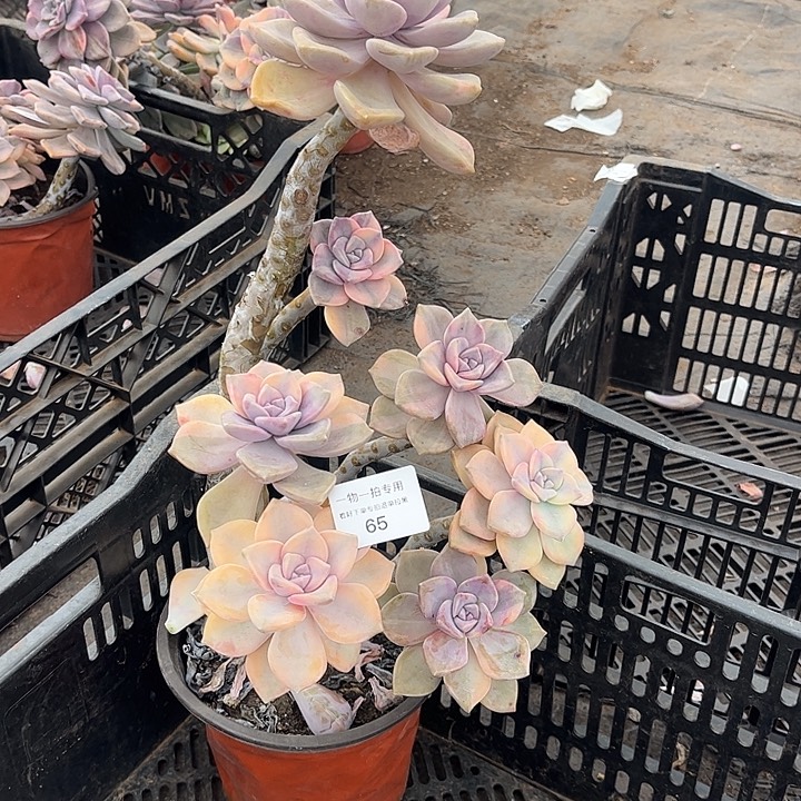 ，***子紫乐锦群，一物一拍