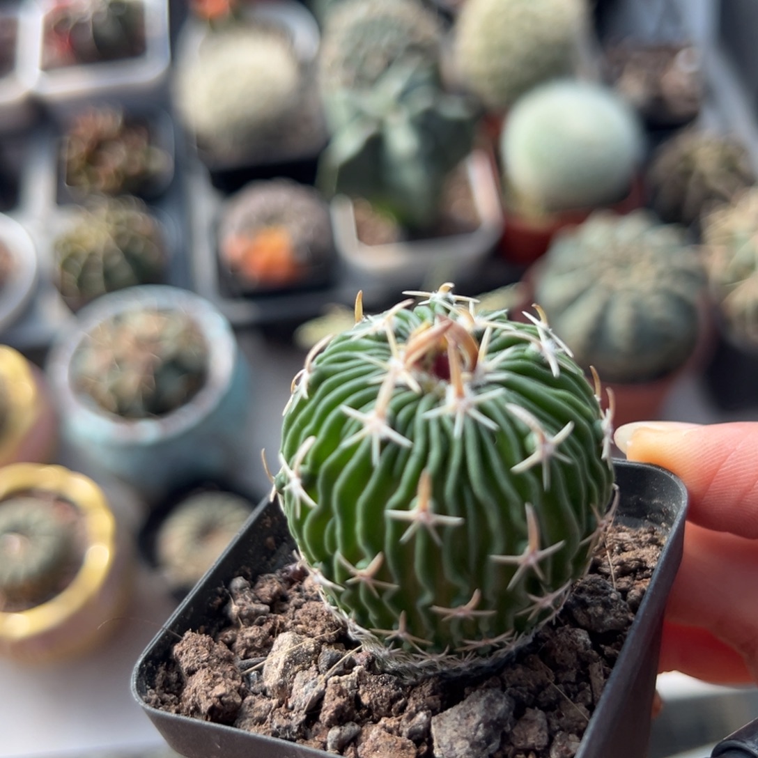 太刀岚随机一颗。   