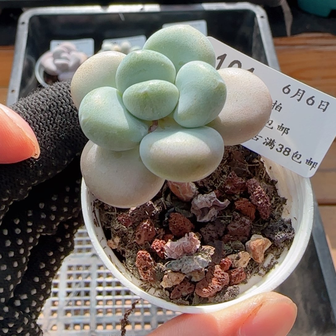 0606-101洛神小老桩