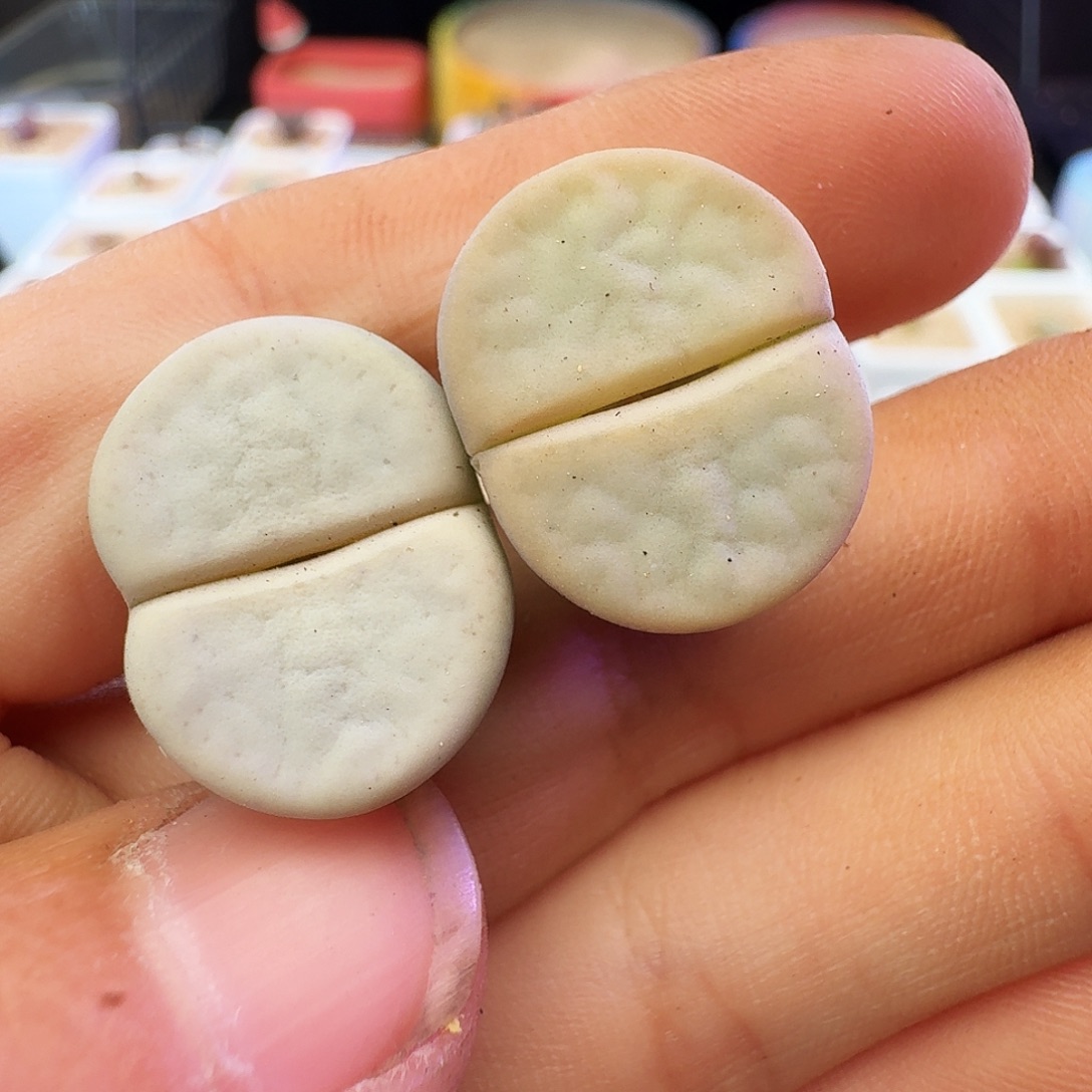 多肉植物福利生石花706