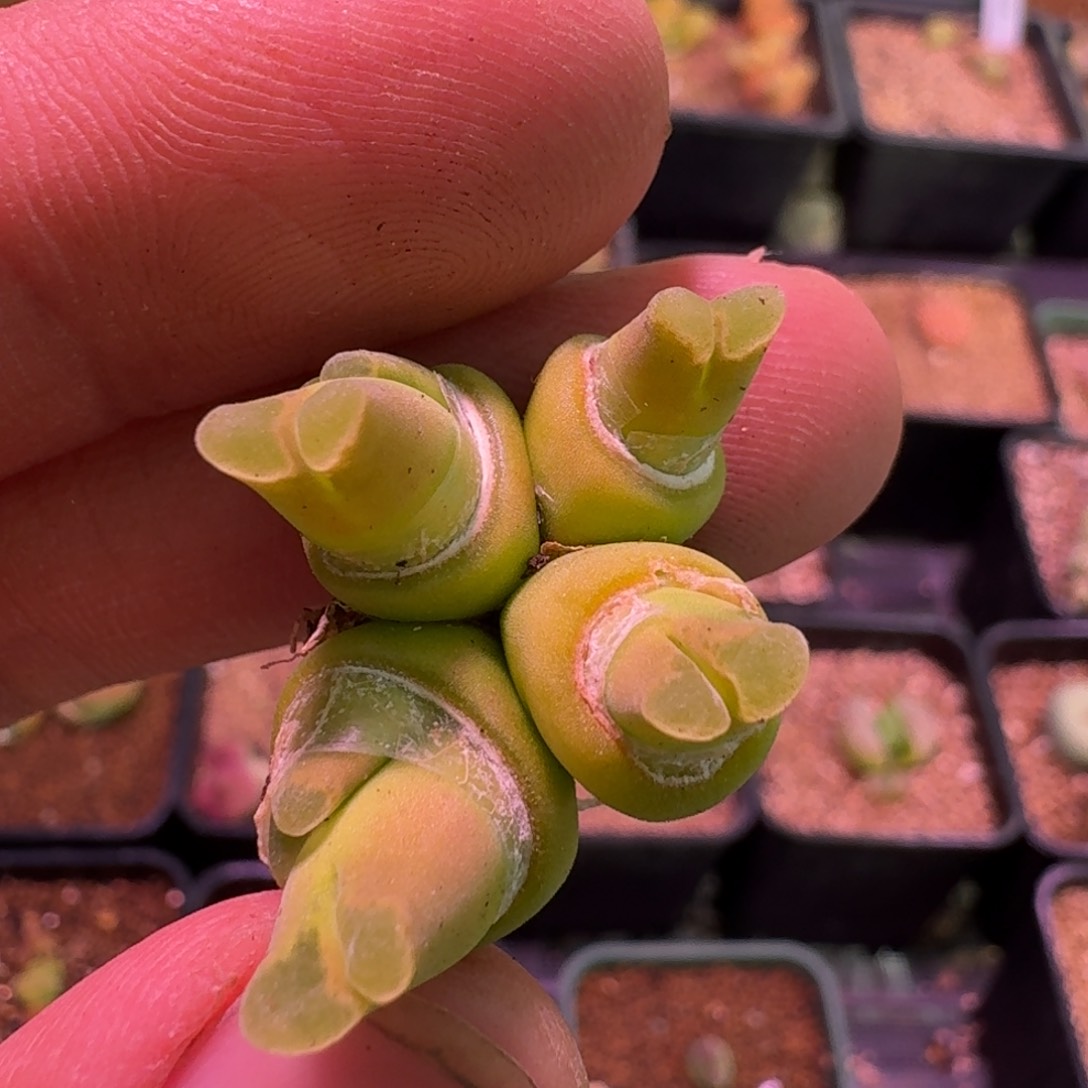 云缦精品番杏16.44 粉佛肚 六头