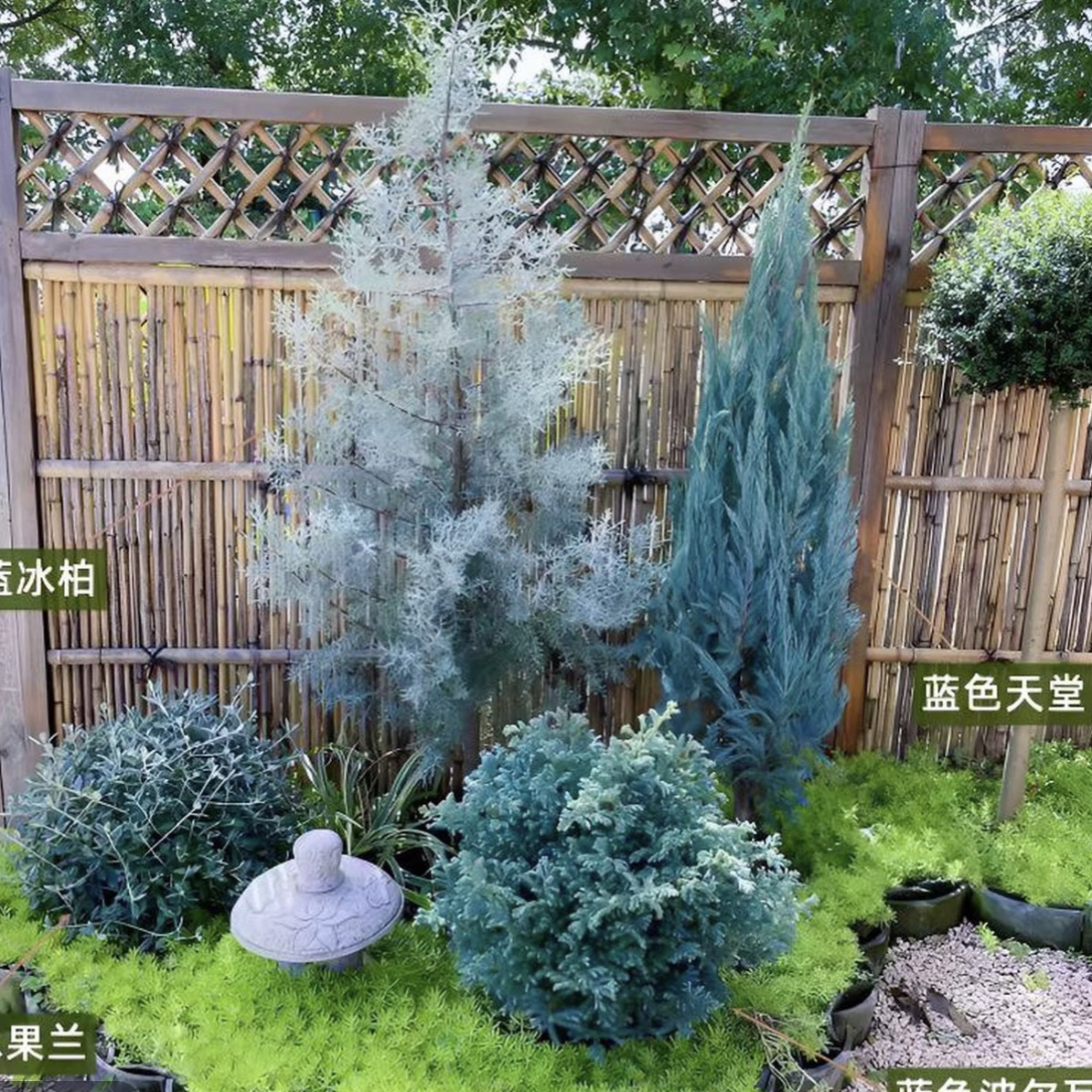 蓝冰柏蓝色天空落基山圆柏彩叶针叶树花园造景常绿植物