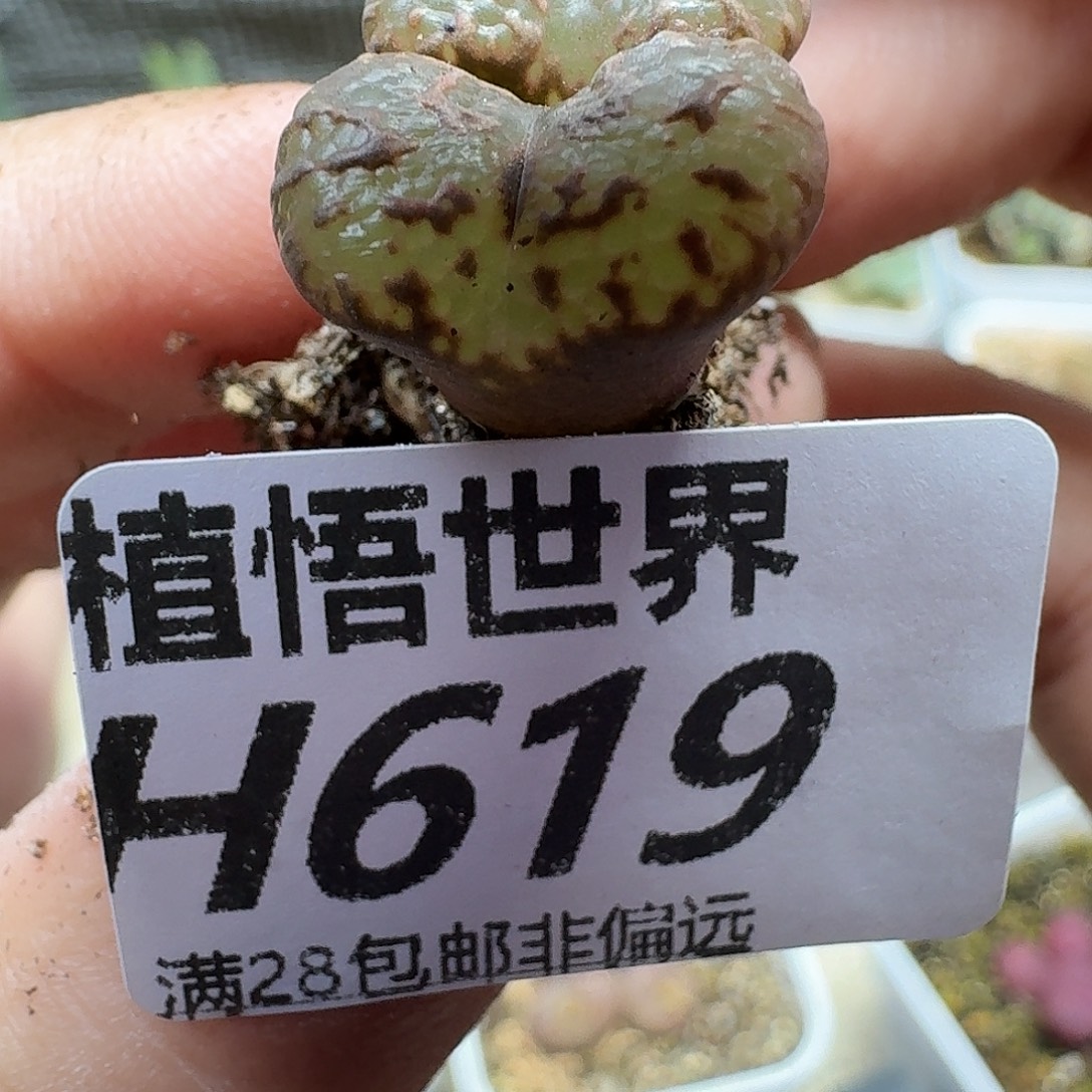 多肉植物的人生vhj