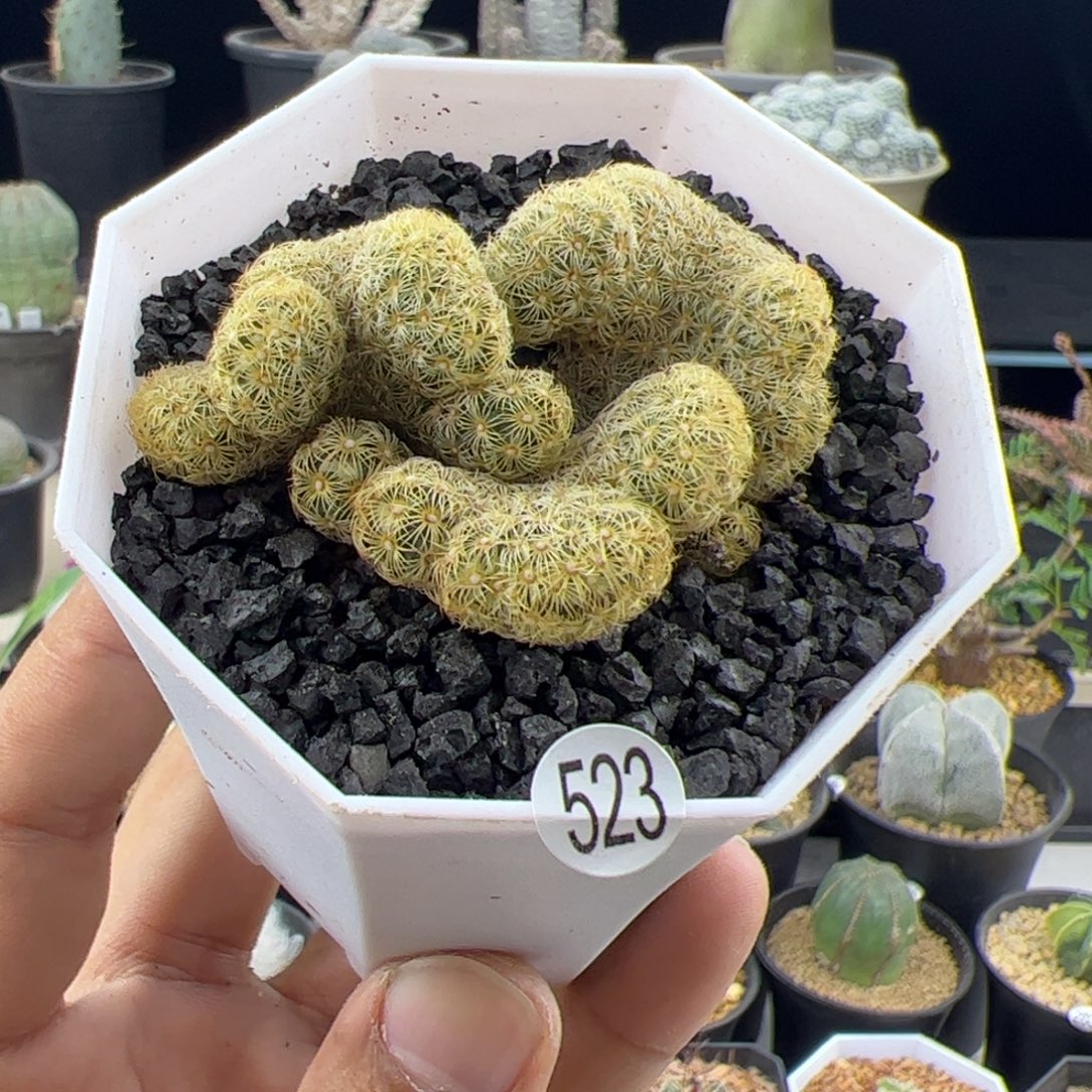 金纽5.5一物一拍523