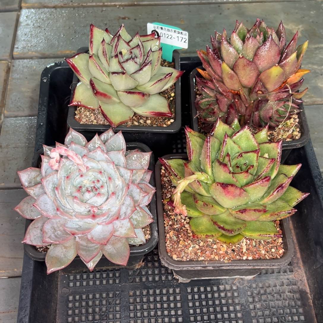 从前慢多肉精选编号0122.172