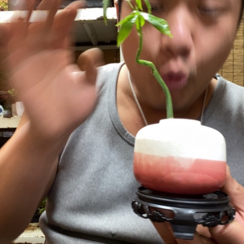 红陶H一物一拍所见即所得255