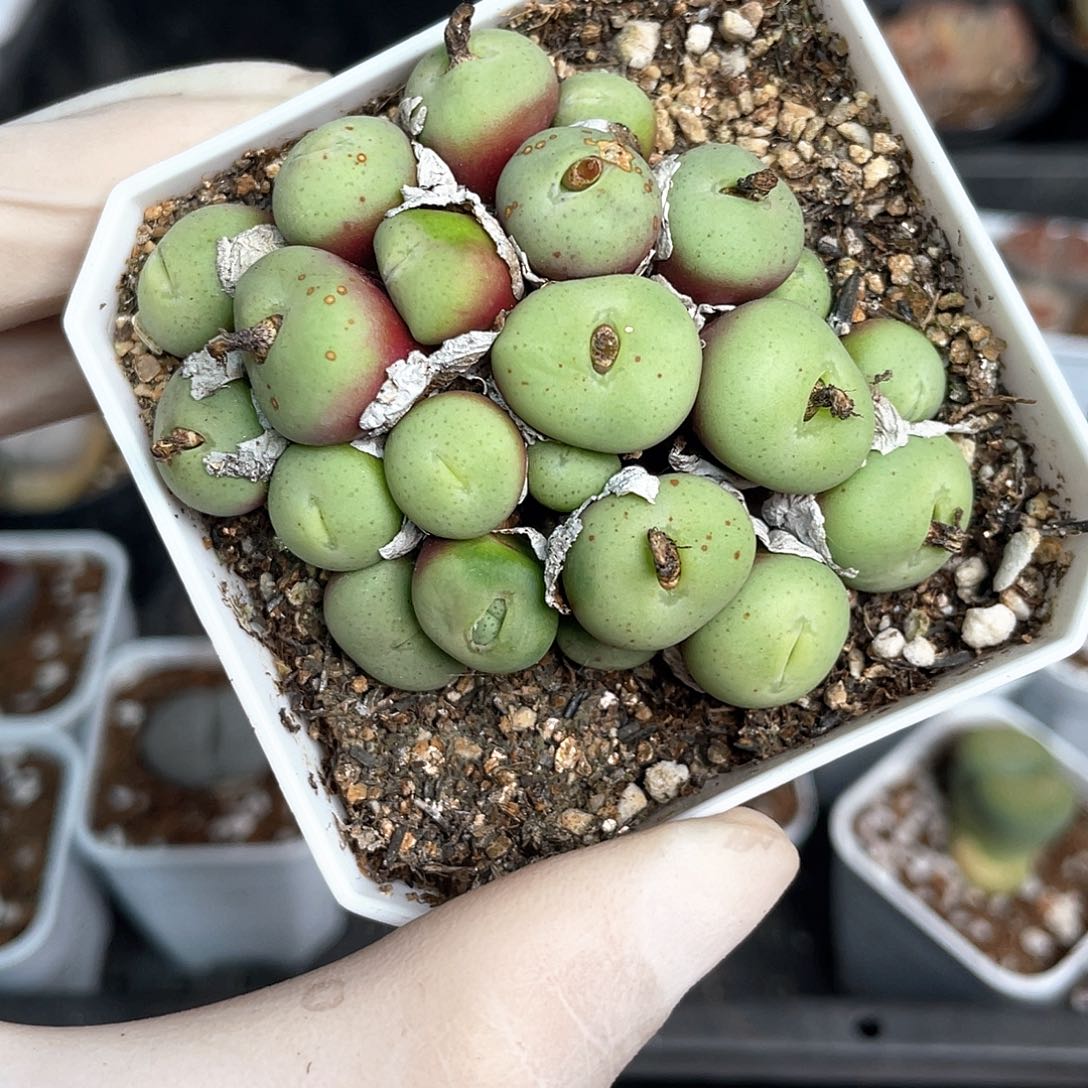 1817大棚清仓甩卖了