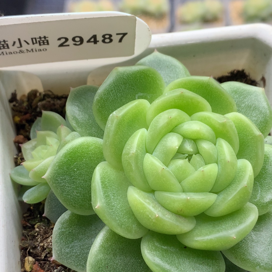 多肉植物杂交珍妮