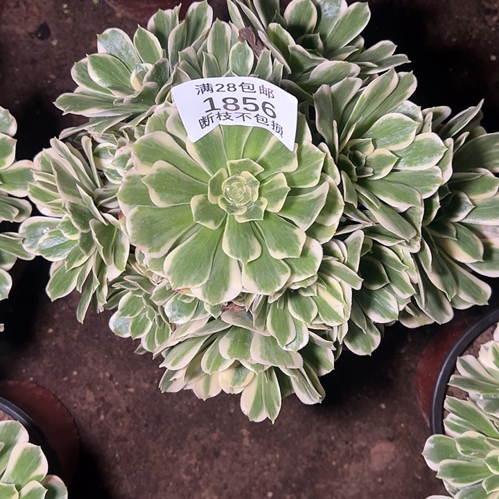 1856迈巴赫多肉植物