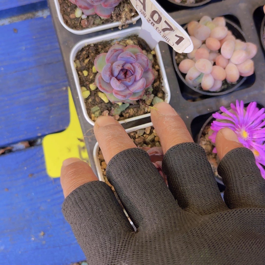 A071黑称一物一拍