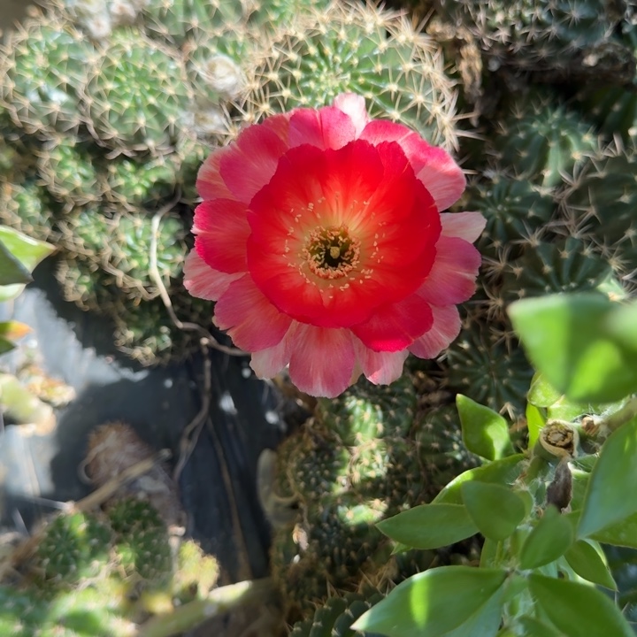 丽花仙人球仙人掌661