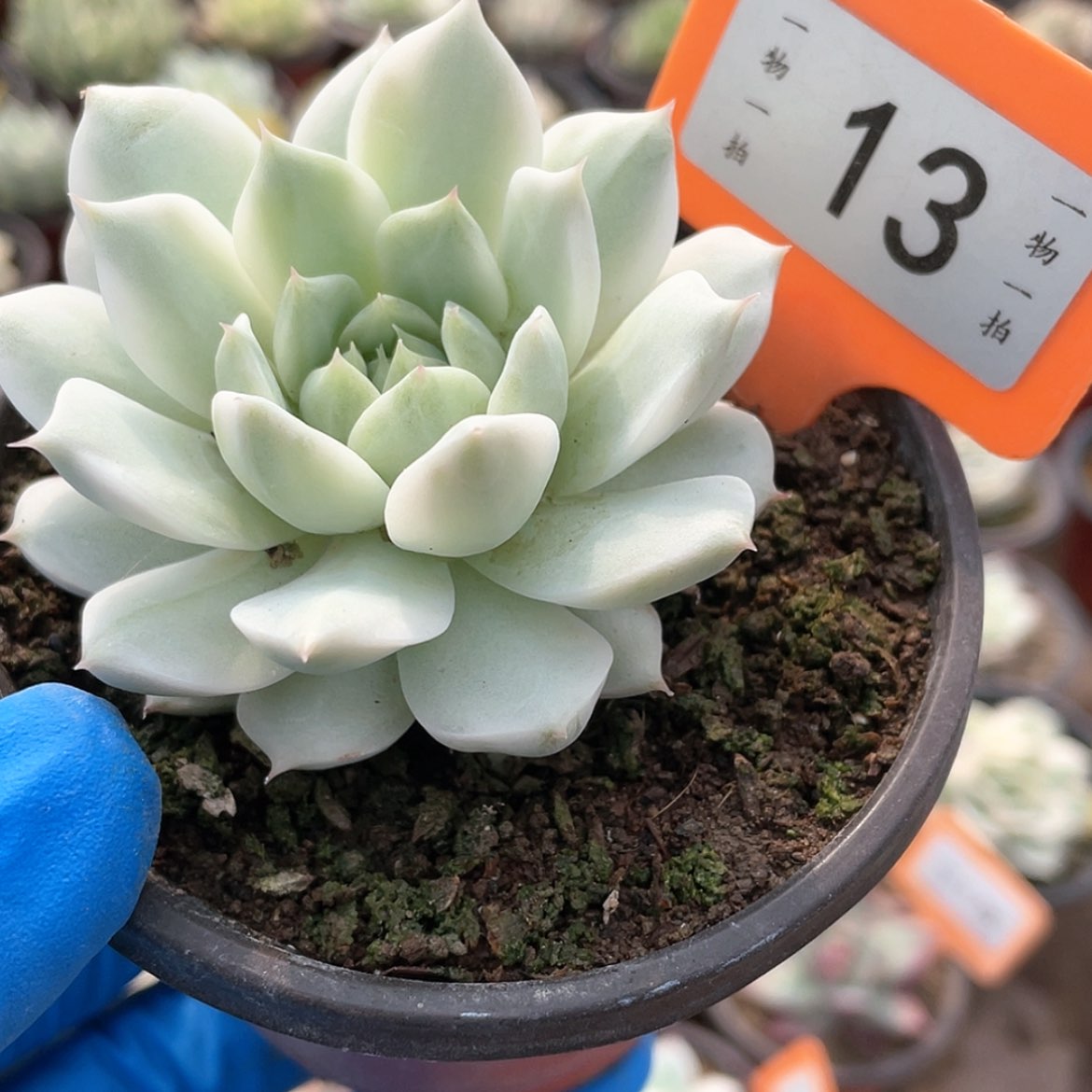 【闪购商品】13号的